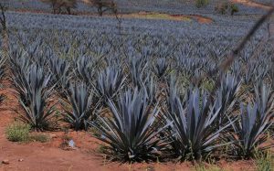 agave para hacer tequila