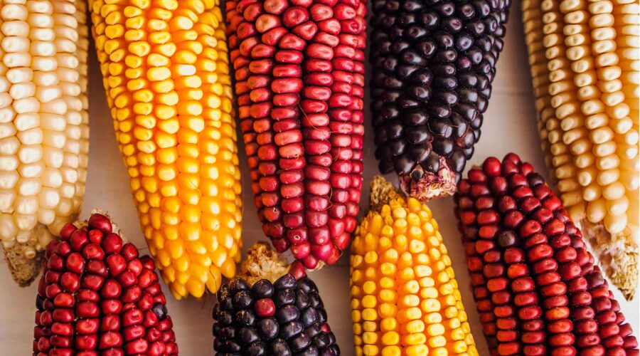 El maíz en la gastronomía de México